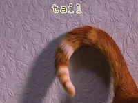 Định nghĩa & cách phát âm từ tail