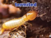 Định nghĩa & cách phát âm từ termite