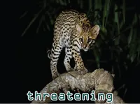 Định nghĩa & cách phát âm từ threatening