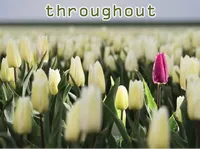 Định nghĩa & cách phát âm từ throughout