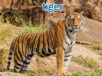 Định nghĩa & cách phát âm từ tiger