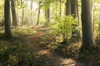 Định nghĩa & cách phát âm từ trail