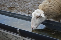 Định nghĩa & cách phát âm từ trough