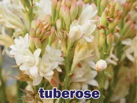Định nghĩa & cách phát âm từ tuberose