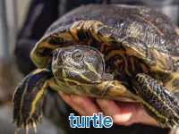 Định nghĩa & cách phát âm từ turtle