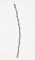 Định nghĩa & cách phát âm từ twig