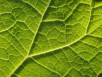 Định nghĩa & cách phát âm từ vein