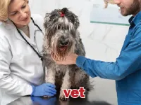 Định nghĩa & cách phát âm từ vet