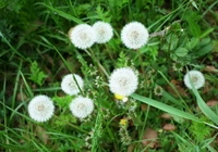 Định nghĩa & cách phát âm từ weed