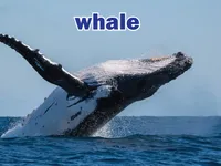 Định nghĩa & cách phát âm từ whale