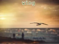 Định nghĩa & cách phát âm từ wing