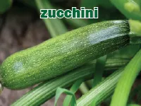Định nghĩa & cách phát âm từ zucchini