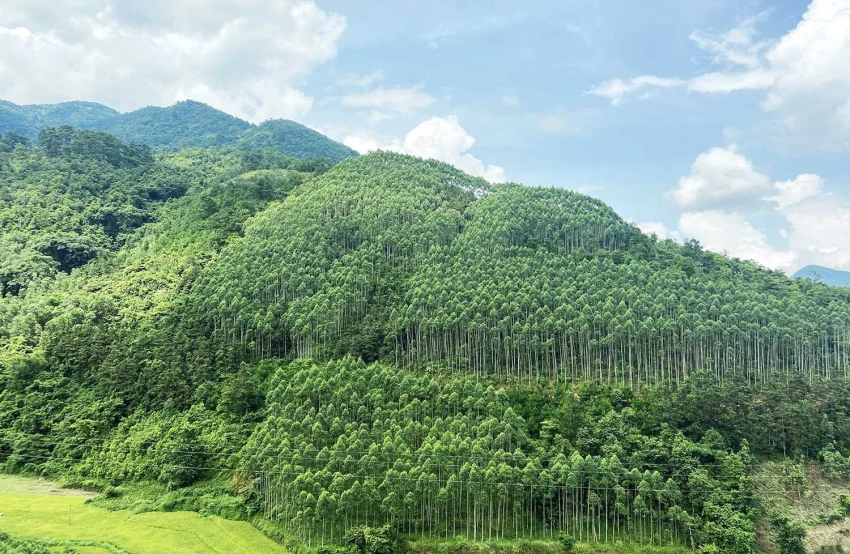 Top 5 bài văn tiếng anh về chủ đề môi trường hay nhất