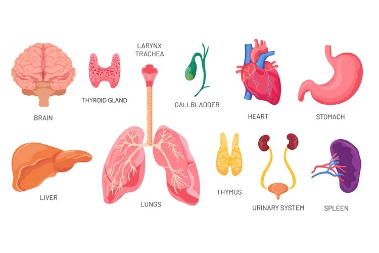 Từ Vựng Tiếng Anh Chủ Đề Bộ Phận Cơ Thể Người