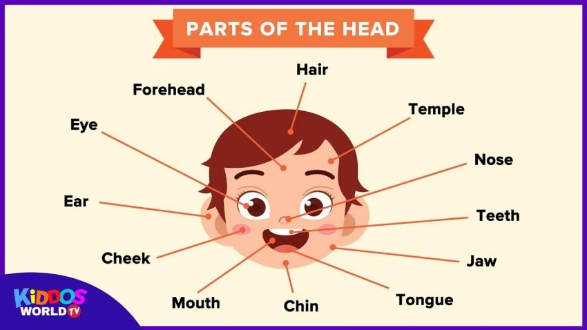 Từ Vựng Tiếng Anh Chủ Đề Bộ Phận Cơ Thể Người