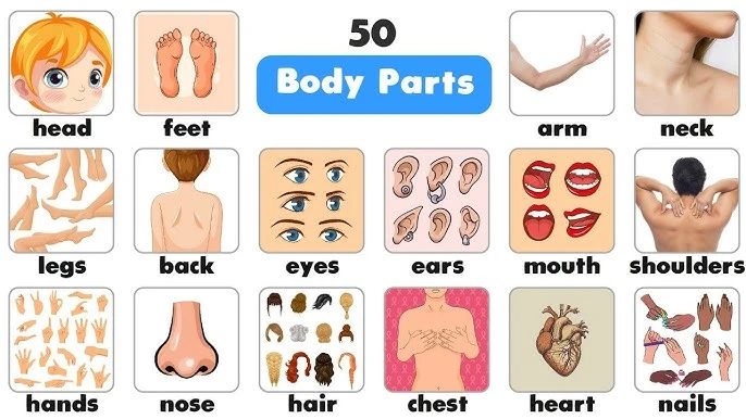 Từ Vựng Tiếng Anh Chủ Đề Bộ Phận Cơ Thể Người