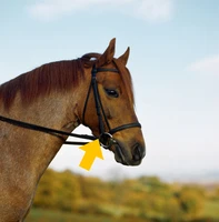 Định nghĩa & cách phát âm từ bridle