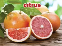 Định nghĩa & cách phát âm từ citrus