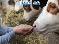 Định nghĩa & cách phát âm từ feed on