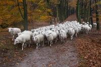 Định nghĩa & cách phát âm từ flock