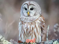 Định nghĩa & cách phát âm từ owl