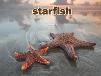Định nghĩa & cách phát âm từ starfish
