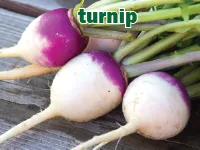 Định nghĩa & cách phát âm từ turnip